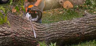 Mariemont, OH  Tree Services Company