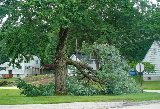 Best Stump Grinding and Removal  in Mariemont, OH